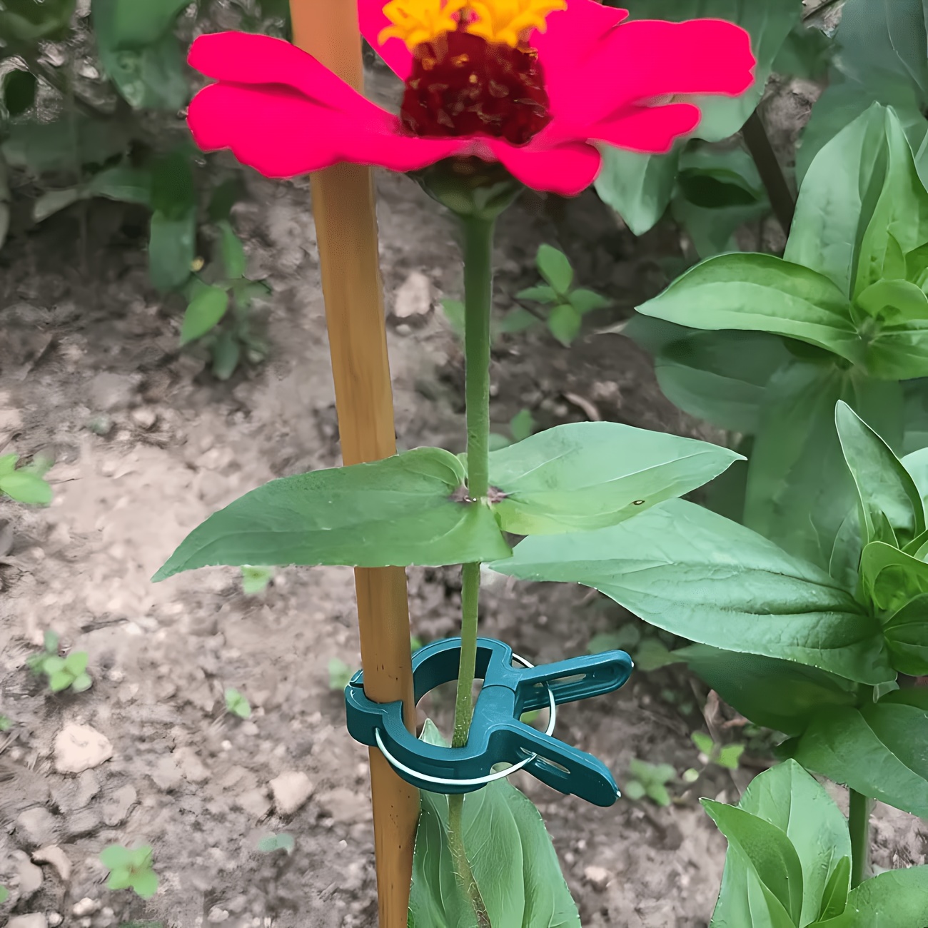 5 Stück verstellbare Pflanzenc – Gardening Tools Essential Bewertung und Preis